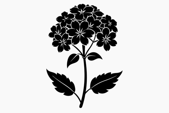 verbena flower line art silhouette vector illustration