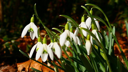 Schneeglöckchen im Garten