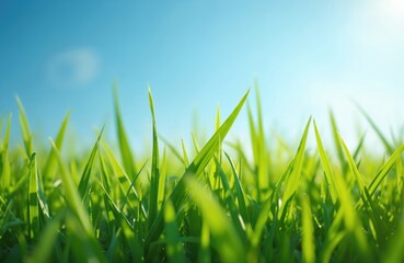 Obraz premium Selective focus on vibrant green lawn grass against clear blue sky. Lush foliage turf backyard in morning sunlight, natural wallpaper background. Represents nature, freshness, growth.