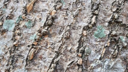 tree bark texture