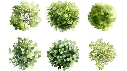 Watercolor paintings of six diverse verdant shrubbery illustrations