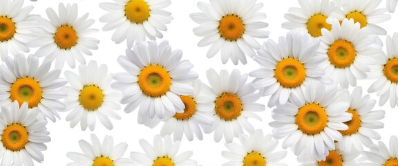 Chamomile flowers collection on white. Set of colorful Chamomile or Daisy flowers background, top view. Floral pattern.