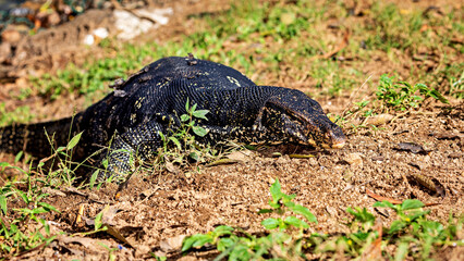 A bengal monitor lizard from Sri Lanka