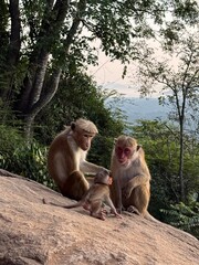 Sri Lanka travel trip jungle