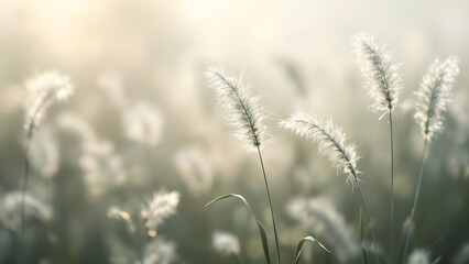 Fototapeta premium field of wheat
