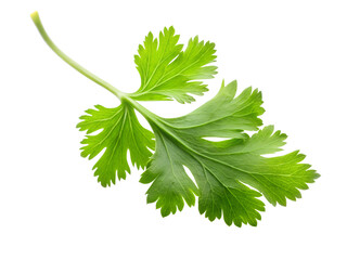 Fototapeta premium parsley isolated on white background