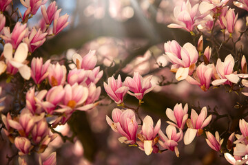 Różowe kwiaty Magnolii, tapeta, dekoracja. © mycatherina