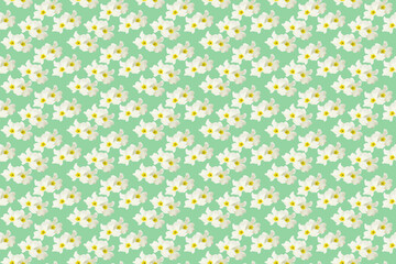 Summer seamless background with primrose flowers. Floral pattern.