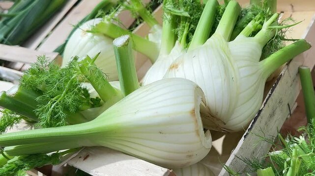 Fresh fennel roots neatly arranged in a wooden crate on a supermarket shelf. Trimmed tops, fresh look, ready for sale. A natural product ideal for healthy eating and cooking