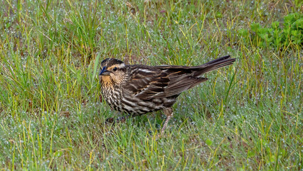 Female redwing staying on the grassland for a rest