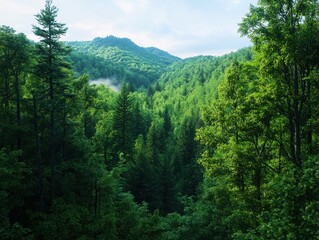 Obraz premium Tranquil forest scene with soft green foliage panoramic view nature photography diffused morning light