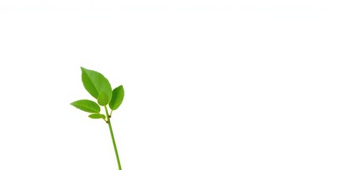 Fototapeta premium Single vibrant green plant, isolated on pure white background, backdrop, sprout