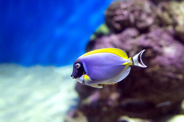 Powderblue tang fish Acanthurus leucosternon