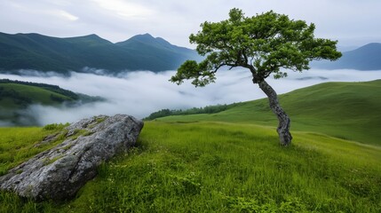 Obraz premium Lone tree on a misty green hillside in the mountains during early morning light