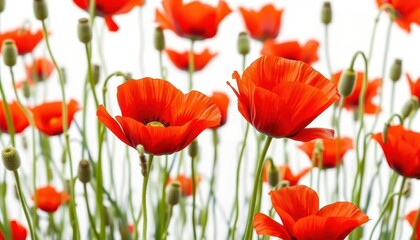 Fototapeta premium Crimson poppies, vibrant red petals, lush green stems, isolated on white, background, stock photo