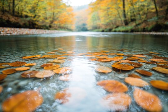 serene river bends gracefully through dense forest autumn leaves reflecting vibrant colors on placid water surface