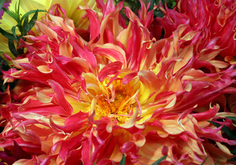 decorative dahlia with unusually shaped petals of yellow-red color