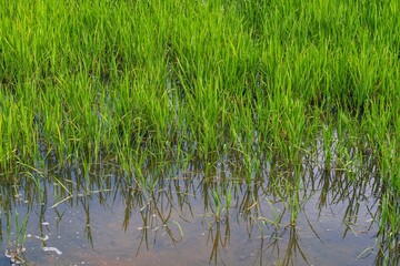 Obraz premium rice field in the countryside. Rice fields expanses with abundantly growing rice. Growing rice planted with abstract lines. Agriculture. 