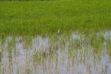 rice field in the countryside. Rice fields expanses with abundantly growing rice. Growing rice planted with abstract lines. Agriculture. 