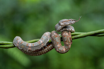 Eyelash palm pitviper (Bothriechis schlegelii). Snake coiled around a slender branch in a dense rainforest. Lush green foliage in the background enhances its textured scales and cryptic coloration.
