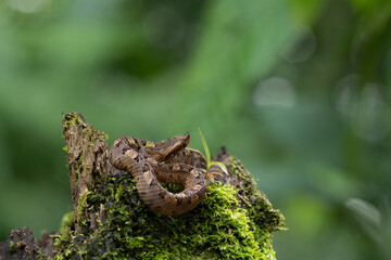 Hognosed pitviper (Porthidium nasutum). Snake coiled on a moss-covered tree stump in the rainforest. The dense green foliage in the background enhances its earthy tones and cryptic camouflage.