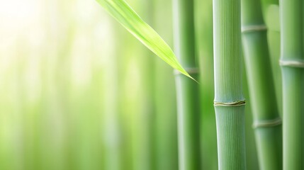 Obraz premium Lush green bamboo forest, vibrant tall bamboo stalks with soft light filtering through, serene backdrop for wellness themes.