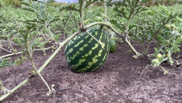  A small striped watermelon growing in a field

