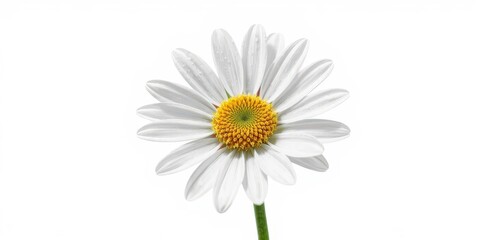 Fototapeta premium Delicate chamomile flower, petals fully open, isolated on pure white background, health, calm,chamomile