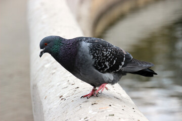 Pigeon perches along a stone edge by a tranquil water body under soft daylight