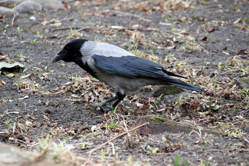Crow walks through dry earth searching for food in an open area during daytime