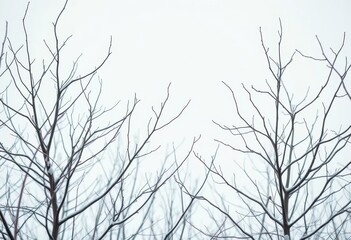 Obraz premium Naked branches, stark winter scene against pure white, elegant, horizontal