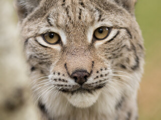 lynx, portrait, face, eyes, lynx lynx, eurasian, wild cat, fur, look, muzzle, nose, whiskers, high, quality, close