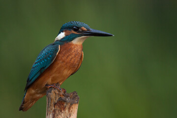 kingfisher, alcedo, atthis, male, blue, bird, beak, portrait, green background, dark