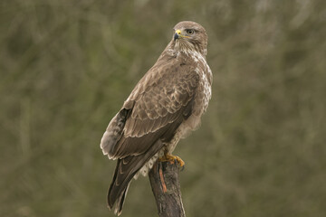 buzzard, buteo buteo, bird of prey, european, Accipitridae, hawk, plumage, beak, portrait, silhouette, bird of prey