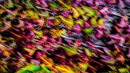 colorful leaves, ivy, blurred, pattern, structure, background, abstract, blurred, leaves, blurred, abstract, texture, color, closeup, textured