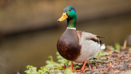anas, platyrhynchos, male, green, breast, beak, plumage, single, portrait, bird, duck, mallard