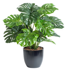Green monstera plant in pot. Big leaves. Home decor. Tropical plant. Png transparent isolated.