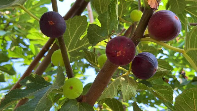 Ripe figs on a tree in Turkey on a sunny summer day. Close-up of fig fruits. A ripe purple fig is hanging from a tree. Green and purple figs. Fig fruits grow on a tree in nature close-up. 4K