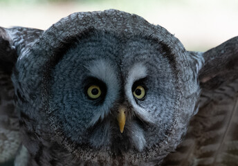 Great Grey Owl