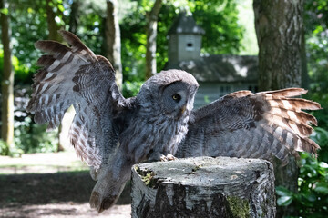 Boobook Owl - Safe Landing