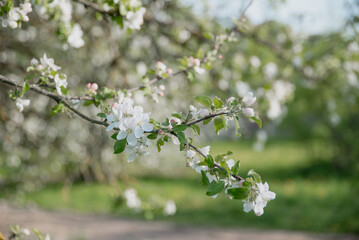 Spring apple trees in a blooming garden on a sunny day. The concept of agriculture.