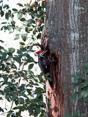 Pileated Woodpecker Looking for Dinner
