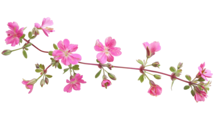 Pink twig flowers isolated on white background