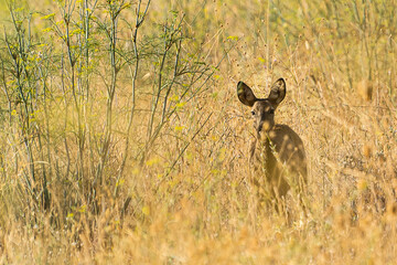 Deer grazing quietly in a grassy field surrounded by tall plants under bright sunlight