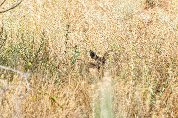 Wild deer peeks through tall grass in a sunny meadow during mid-afternoon