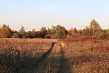 Fototapeta premium Old road in a beautiful autumn forest on a sunny evening