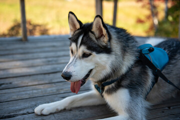 Mixed-breed husky taking a break in the shade on a hot autumn day