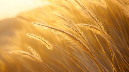Golden wheat field at sunset capturing the serenity of nature