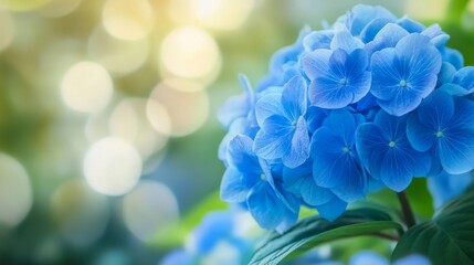 Fototapeta premium Vibrant blue hydrangea blossoms in sunlit garden scene