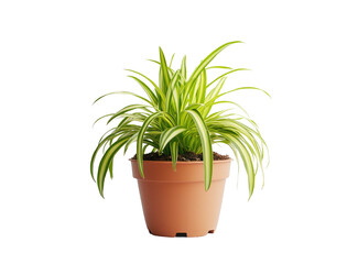 Obraz premium Indoor potted spider plant, studio shot, transparent background